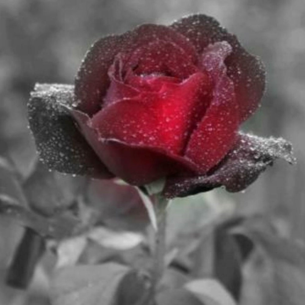 Meet your Posher, Annie